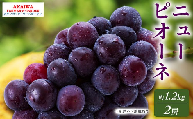 ぶどう 2026年 先行予約 ニューピオーネ 約1.2kg 2房 葡萄 岡山県 赤磐市産 フルーツ 果物 あかいわファーマーズガーデン