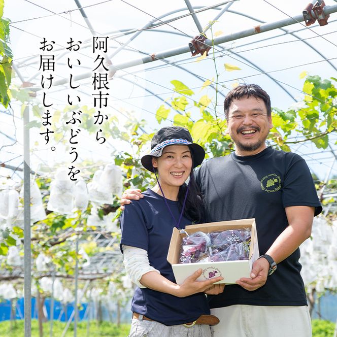 ＜先行予約受付中！2026年8月中旬以降順次発送予定＞鹿児島県産 巨峰(約1.4kg・3～4房) 国産 ぶどう ブドウ 葡萄 果物 フルーツ セット 期間限定 数量限定【落合ぶどう園】akn025-01