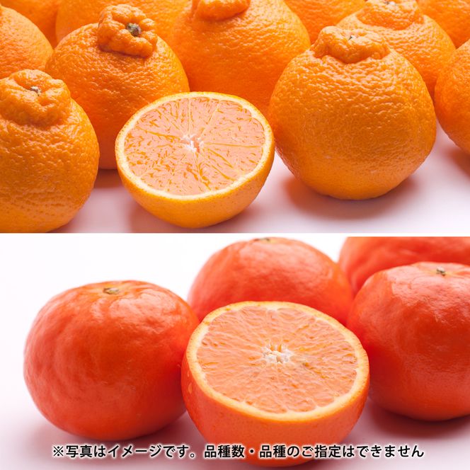 季節の柑橘定期便B【全3回】【和歌山県有田】_ZH7025