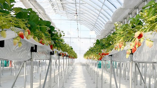 【選べる枚数】いちご狩り体験 チケット おとな1枚＋小学生1枚 / おとな2枚＋小学生2枚 / おとな2枚  いちご狩り 体験 イチゴ 苺 フルーツ 果物 食べ放題 [BP001ya-BP003ya]