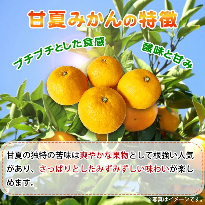 【ご家庭用訳あり】紀州有田産 すっきり爽やか 甘夏みかん 8kg  ※2027年3月中旬頃〜2027年3月下旬頃に順次発送予定 / 甘夏 あまなつ みかん ミカン 蜜柑 温州みかん 柑橘 フルーツ 果物 くだもの 和歌山【uot847】