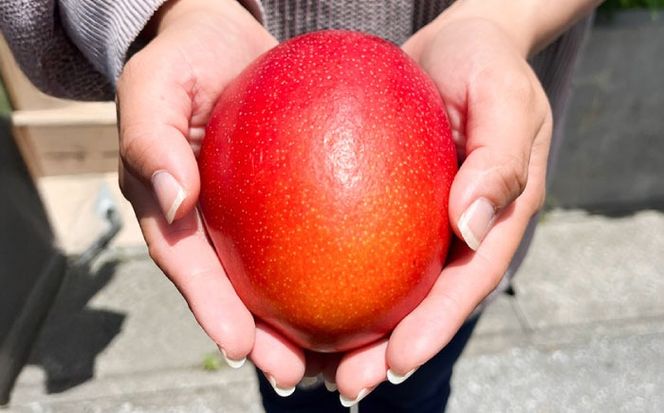 【優秀賞受賞】沖縄県産 完熟マンゴー 訳アリ 2kg (3〜5玉) マンゴー 沖縄 果物 フルーツ ギフト 沖縄市 / MAIFARM[BCAN004]