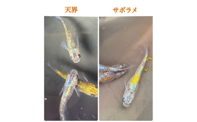 菊まるめだかの【ラメラメめだか３種セット】計15匹 生き物 生体 魚 観賞魚 アクアリウム サファイア サボテン サボラメ スズラン スーパーラメ 改 天界 若魚 