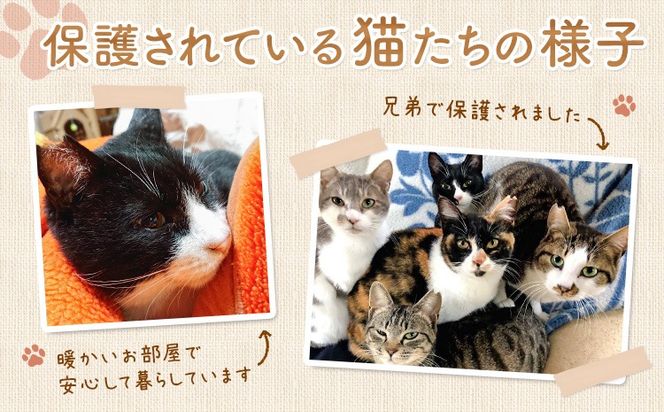 【返礼品なし】保護猫支援寄附 一般社団法人オープンセサミアライブ 熊本県 南阿蘇村 保護猫 支援 猫 ネコ ねこ 生活支援 動物愛護 保護 返礼品なし 寄附 牧場 オープンセサミ アニマルサンクチュアリ---sms_opnekosien_r7_5000---