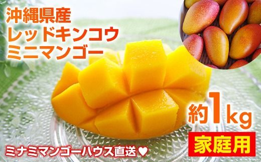 [2025年発送]ミナミマンゴーハウスの赤金煌(レッドキンコウ)ミニマンゴー約1kg [家庭用]- ご家庭用 沖縄県産 産地直送 南国フルーツ 旬の味覚 ご自宅用 オススメ 沖縄県 八重瀬町