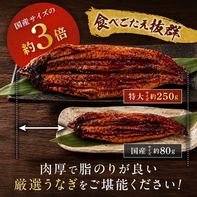 数量限定！地域応援企画！うなぎ蒲焼き4尾セット【魚住商店】_HA1494 特上 鰻 ウナギ 人気 特大 炭火 うなぎの蒲焼 丑の日 土用 真空 福岡県宗像市 宗像市 福岡 宗像