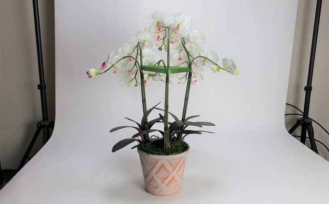 綺麗で丈夫な三河陶器で贈る光触媒胡蝶蘭大輪３本立（ホワイトビスクの陶器×白の花） H100-114