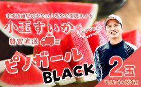 【 先行予約 2027年7月上旬以降発送 】八千代町産 黒皮 小玉スイカ ピノガールBLACK 1箱（2玉入）タネが小さい すいか [SF950ya]