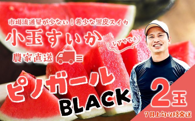 【 先行予約 2027年7月上旬以降発送 】八千代町産 黒皮 小玉スイカ ピノガールBLACK 1箱（2玉入）タネが小さい すいか [SF950ya]