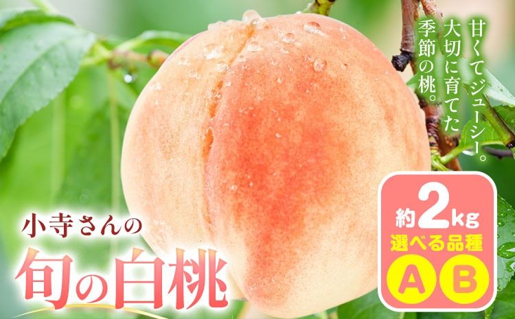 小寺さんの旬の白桃 2kg 6〜9玉 小寺壽夫 [7月-8月頃出荷] 岡山県 笠岡市 岡山県産 モモ 果物 フルーツ もも 桃 選べる 品種 白桃 白鳳 清水白桃 岡山夢白桃 白麗 白露 紅清水 川中島白桃 なつおとめ 加納岩 浅間白桃 白皇 白桃---K-29---