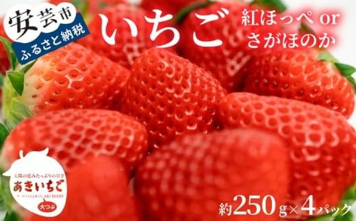 いちご 苺 イチゴ 紅ほっぺ さがほのか 高知県産 [先行予約] いちご 紅ほっぺ さがほのか 約 1kg ( 約 250g × 4パック ) [2026年12月〜発送予定] 果物 フルーツ イチゴ 苺 小分け パック 期間限定 季節限定 数量限定 旬 高知県産 高知県安芸市 大粒 新鮮 海洋深層水 農家直送 贈答用 ギフト プレゼント 人気 通販 お取り寄せ 特産品 安芸市 高知県