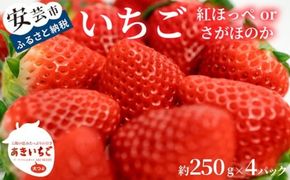 いちご 苺 イチゴ 紅ほっぺ さがほのか 高知県産 【先行予約】 いちご 紅ほっぺ さがほのか 約 1kg ( 約 250g × 4パック ) 【2026年12月～発送予定】 果物 フルーツ イチゴ 苺 小分け パック 期間限定 季節限定 数量限定 旬 高知県産 高知県安芸市 大粒 新鮮 海洋深層水 農家直送 贈答用 ギフト プレゼント 人気 通販 お取り寄せ 特産品 安芸市 高知県