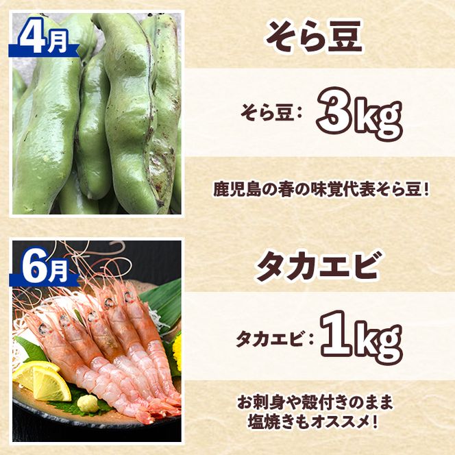 ＜定期便・全6回(偶数月)＞阿久根市の山の幸・海の幸！不知火・そら豆・タカエビ・メロン・伊勢えび・ぼんたんなど)国産 柑橘 みかん フルーツ 果物 魚介 頒布会【松永青果】akn053-38