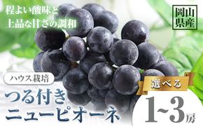 【先行予約】 岡山県産 選べる つる付きニューピオーネ 1房 680g以上 2房 540g以上 3房 540g以上 ハウス栽培 有限会社ホーティカルチャー神島《7月中旬-8月下旬頃出荷》 岡山県 笠岡市 葡萄 果物 厳選出荷 フルーツ 種なしぶどう 【配送不可地域あり】---H-74---