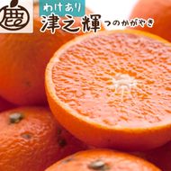 家庭用 津之輝 10kg+250g（傷み補償分）［訳あり］［つのかがやき］［せとかに似た柑橘］ ［IKE273］ 303446_BB90191