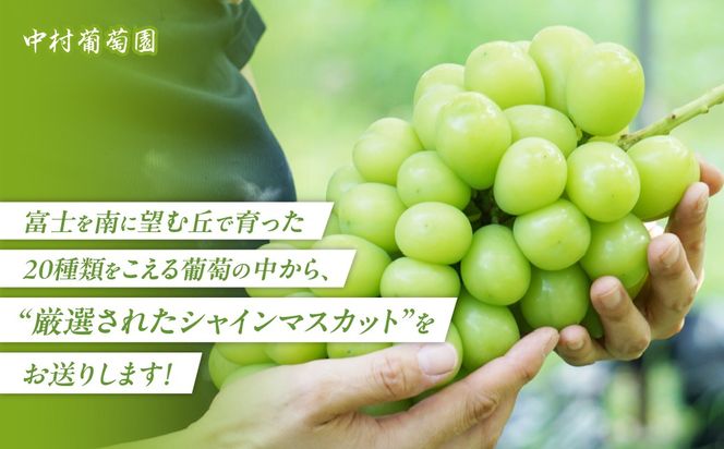 【2027年/令和9年発送分】中村葡萄園 シャインマスカット 2kg箱　人気　おすすめ　国産　贈答　ギフト　お取り寄せ　山梨県産　産地直送　フルーツ　果物　くだもの　ぶどう　ブドウ　葡萄　シャイン　シャインマスカット　新鮮　N-5