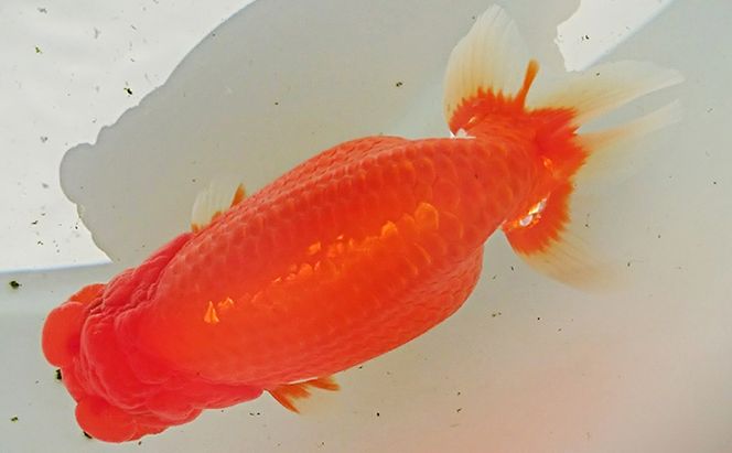 金魚の王様【らんちゅう】（鑑賞・練習用） 生き物 