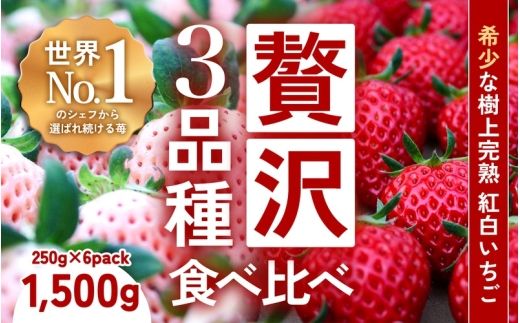 【定期便】【完熟クラフト苺BERRY】濃厚な樹上完熟イチゴ 1品種ずつ3回届くセット（白いちご＋赤いちご２品種）各約500g【出荷2026年12月上旬～2027年5月下旬】化粧箱入り【yuji-tkb0001】