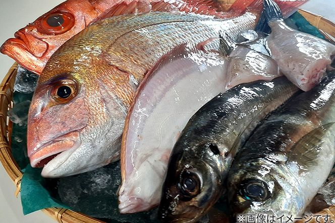 男鹿船川港直送おまかせ旬の地魚セット（小）秋田県 男鹿市 萬漁水産|23_mgs-010101