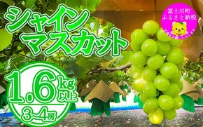 【2025年発送分 先行予約】シャインマスカット（３～４房） 1.6kg～1.7kg　シャイン マスカット ぶどう ブドウ 葡萄 フルーツ 果物 くだもの 山梨 やまなし 富士川町