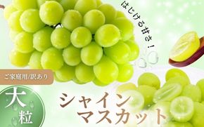 【2026年先行予約】【訳あり】 NISSHOKU FARM ご家庭用シャインマスカット 約1.0㎏（1～3房） / 甘い 岡山 訳アリ わけあり ぶどう ブドウ 葡萄 シャインマスカット 先行予約 フルーツ 果物 特選 真庭市 フルーツ王国【nisfarm019-01】