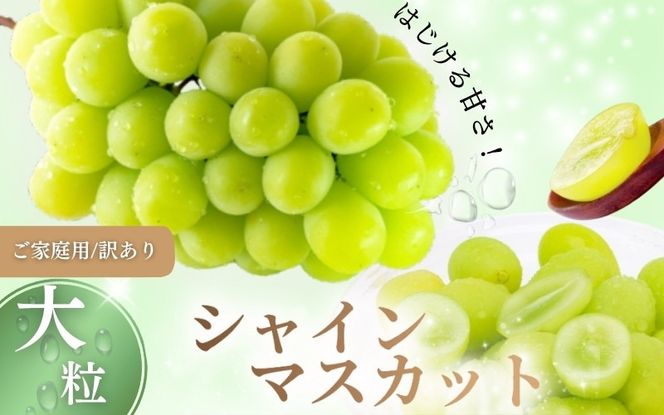 【2026年先行予約】【訳あり】 NISSHOKU FARM ご家庭用シャインマスカット 約1.0㎏（1～3房） / 甘い 岡山 訳アリ わけあり ぶどう ブドウ 葡萄 シャインマスカット 先行予約 フルーツ 果物 特選 真庭市 フルーツ王国【nisfarm019-01】