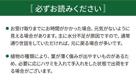 グリーンとホワイトのコントラストが美しい『 フィロデンドロン ・ バーキン 』 糸島市 / cocoha 観葉植物 [AWB032]