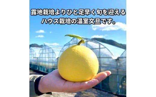 【先行予約】訳あり 温室土佐文旦 家庭用 5kg (8～12玉）〈2026年12月上旬から発送〉/文旦 ぶんたん ブンタン 土佐文旦 ハウス栽培 甘い 柑橘 フルーツ 果物 ご当地 産地直送 お取り寄せ【土佐文旦の藤岡】 [BQBJ005]