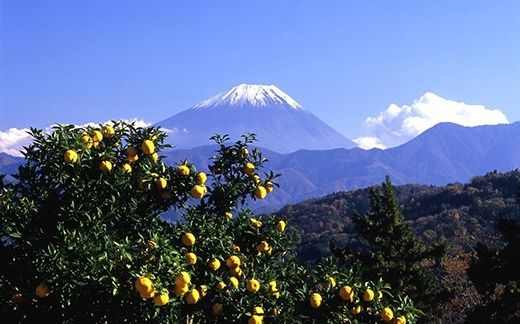 【数量限定】【山梨県産】《新米》コシヒカリ ５ｋｇ　こしひかり お米 米 精米 色彩選別 ライス 山梨 やまなし 富士川町 年末