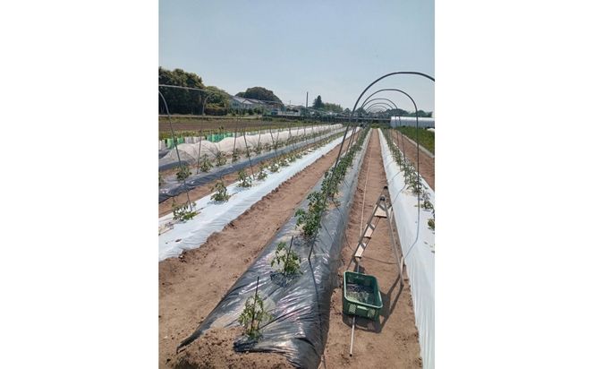 【SPIRA FARM】季節の野菜セット10～12品目入り《農薬・化学肥料は畑での栽培期間中不使用》出雲の自然の恵みを畑からお届け！［出雲 季節の野菜 野菜セット おまかせ 詰め合わせ  新鮮野菜 送料無料 ふるさと納税］ 322032_FY005