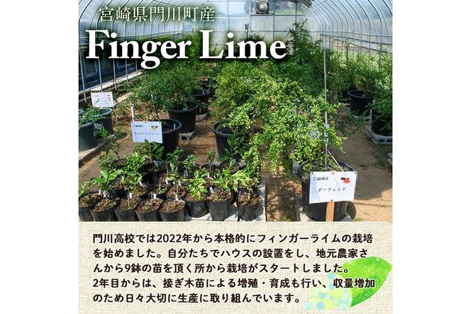 ＜先行予約受付中！2026年10月から順次発送予定＞＜数量限定・期間限定＞宮崎県門川町産フィンガーライム(70g) 柑橘 希少 ライム キャビアライム シトラス 高校生 門高 【AU-3】【宮崎県立門川高等学校】