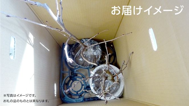 温州みかんの苗  8号ポット 1点 家庭 で 園芸 鉢植え 苗 庭木 果樹 ガーデニング 植物 確実園 [BG022us]