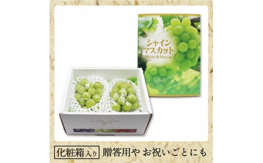 【先行予約】JAむなかた厳選【むなかた産シャインマスカット】2房(1kg以上)【JAほたるの里】_AS0914-00
