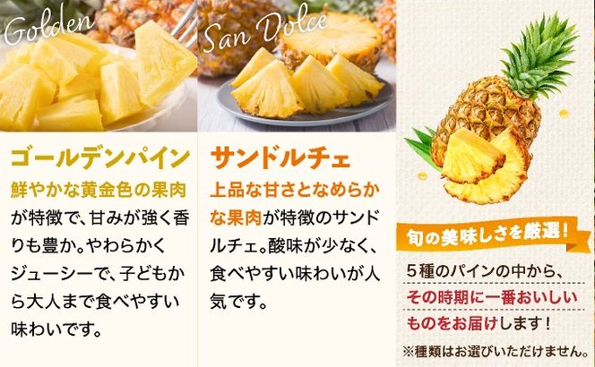 旬の美味しいパイン！美味しさはそのまま！ 見た目により訳ありでご提供 【訳あり】 石垣島産パイナップル 約4kg (3～10個 ) 《2026年4月下旬発送》【ふるさと納税 パイナップル 産地直送 フルーツ 果物 パイン 石垣 沖縄 沖縄県石垣市 石垣島】 KP-15