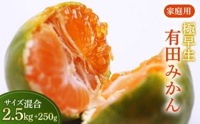 家庭用 極早生有田みかん2.5kg+250g（傷み補償分）【希少な新品種YN26】【菊みかん入り】