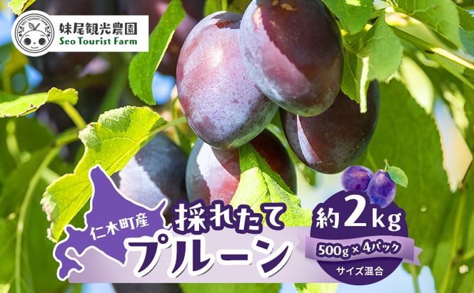 [先行受付/2026年] 仁木町の採れたて「サンプルーン」サイズ混載 2kg（500g×4パック） 北海道 仁木 果物 フルーツ プルーン [フルーツショップ妹尾観光農園]