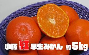 小原紅早生みかん　約5kg 果物類 柑橘類 フルーツ 