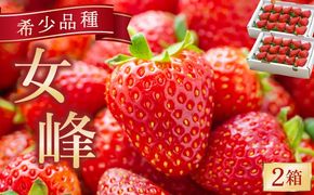 数量限定 幻の京都亀岡産 高級いちご【女峰】2箱分 ※化学肥料・農薬極力不使用《イチゴ 苺 いちご フルーツ 農家直送》※2026年1月中旬～5月下旬頃に順次発送予定