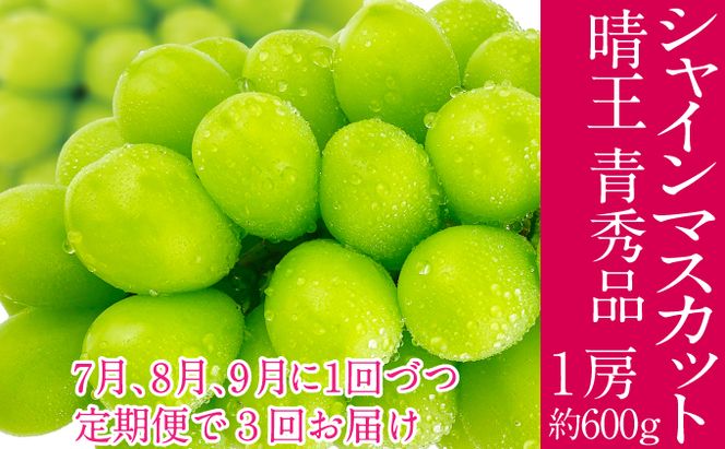 2026年予約受付中 シャインマスカット 晴王 7月8月9月に1回づつ出荷 3回 定期便 1房 約600g  人気 岡山県産 種無し 皮ごと食べる みずみずしい  フレッシュ 晴れの国 おかやま 果物大国 ハレノフルーツ