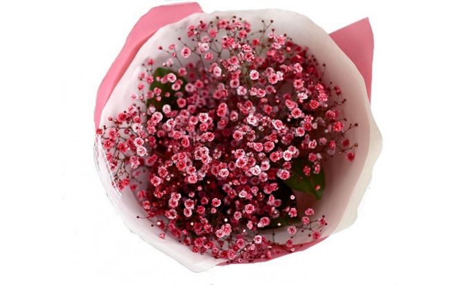 チェリーかすみの花束 かすみ草 カスミソウ 花束 花 誕生日 成人式 卒業祝い 初節句 ひな祭り バレンタイン お返し 結婚 ウエディング 送別 祝い プレゼント 結婚祝い お礼 花束 赤いかすみ草 チェリー レッド 生花ドライフラワーにも 送料無料 お母さん 記念日 272230_BG110