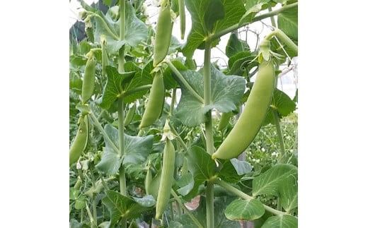 y{茧쒬zyߘa8NzǂI畔Ƃ̃XibvGhE1.0kg y  {茧Y GhE ǂ ܂ 2026N z[C06415]