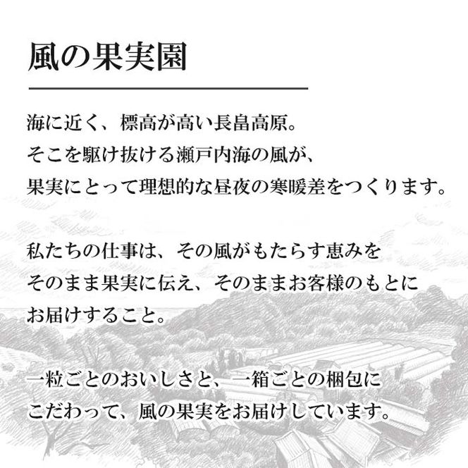 長畠高原苺園 朝採り大粒いちご【1月より順次出荷・お届け日指定不可】 いちご