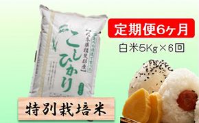 定期便 6カ月【 令和8年産 】毎月  白米 5kg【 コシヒカリ 】