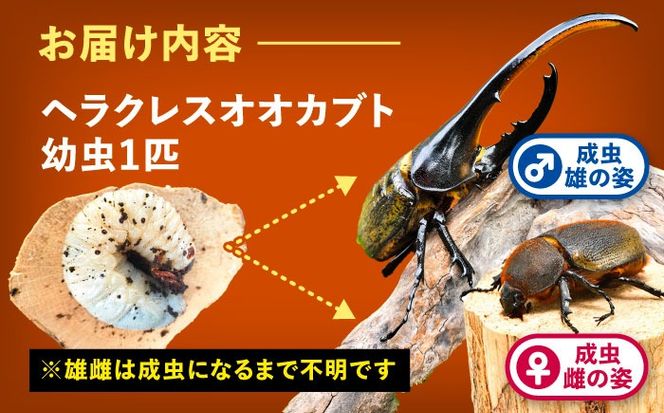 【配送不可地域：北海道・沖縄・離島】ヘラクレスオオカブト幼虫1匹（2〜3齢）愛西市 / 艶麗[AEDD004]