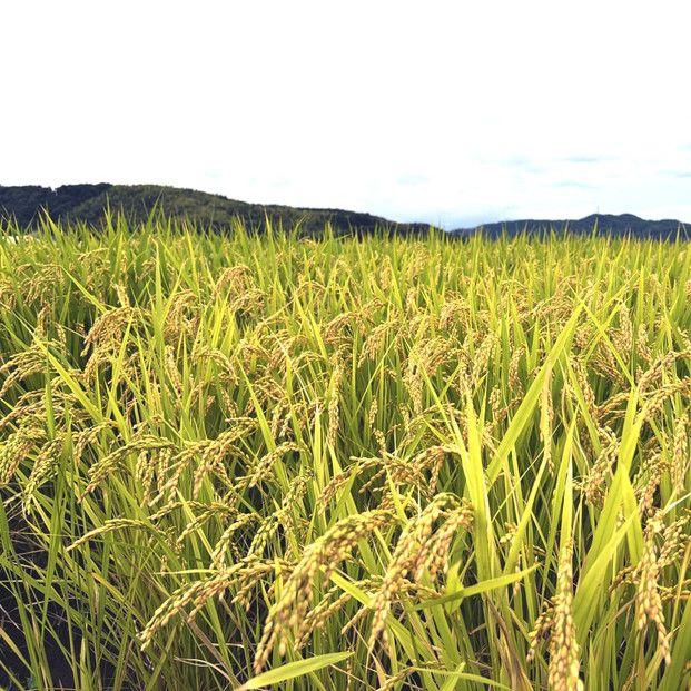 令和6年産こしひかり精米5kg 313726_CJ001