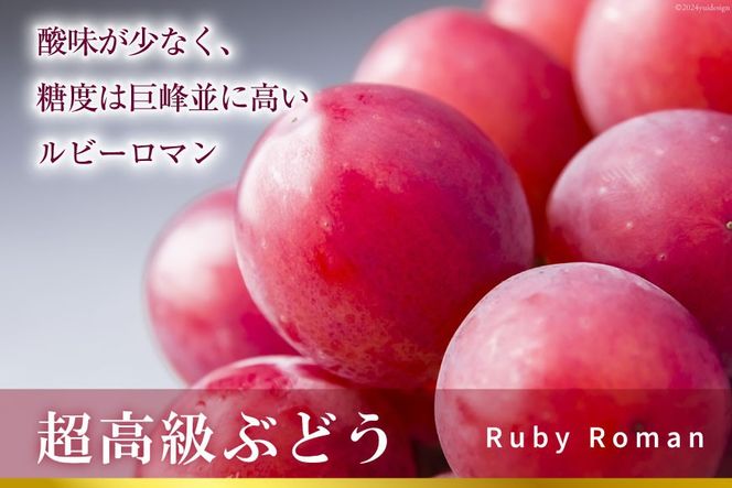 【期間限定発送】 超高級 ぶどう ルビーロマン 1房 約500g 化粧箱入 [モアショップヤマモト 石川県 宝達志水町 38601385] ブドウ 葡萄 果物 くだもの フルーツ 贈答品 美味しい 甘い