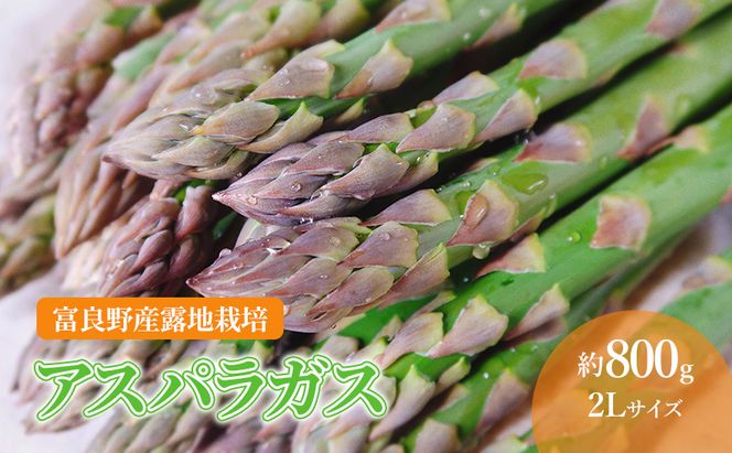 【2026年春発送】 北海道 富良野産 アスパラガス 2Lサイズ 約800g 露地栽培 (山本農園) 野菜 新鮮 直送 朝採り アスパラガス 道産 北海道 ふらの 