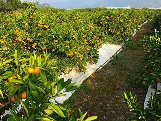 極早生 有田 みかん 化粧箱 特秀 L サイズ 32玉入 南泰園 和歌山 有田みかん BS602