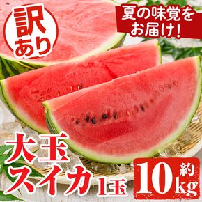 追記訳あり！鹿児島県産 大玉スイカ(1玉・約10kg) 国産 果物 スイカ すいか 西瓜 フルーツ スイーツ スムージー ジュース【松永青果】akn053-21