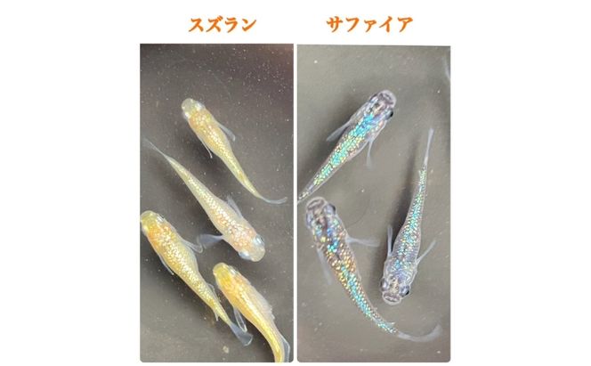 菊まるめだかの【ラメラメめだか３種セット】計15匹 生き物 生体 魚 観賞魚 アクアリウム サファイア サボテン サボラメ スズラン スーパーラメ 改 天界 若魚 